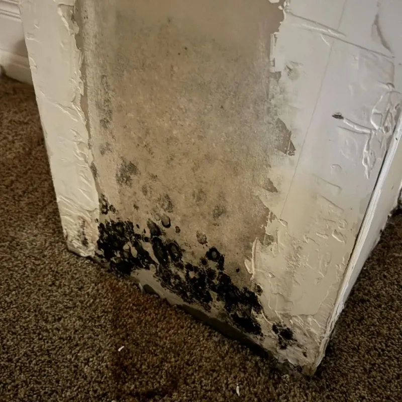 Professional Mold Removal in Winchester, CA
